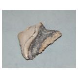 KC Locally Found Fossilized Shark Tooth