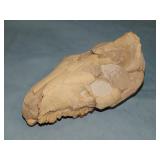 Fossilized Dinosaur Merycoidodon? Head Small Skull
