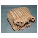Fossilized Mammoth Tooth Molar