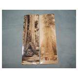 (2) c. 1930's TREE Panorama RPPC Postcards