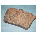 Dinosaur Feces- Coprolite Neutral Brown