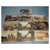 (10) Antique EXAGGERATION Postcards