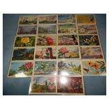 (22) State Flower Postcards w/ Capital Engraving