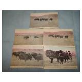 (5) c. 1919 Hegglund BUFFALO Postcards