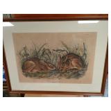 1843 Audubon print rabbit number 4 plate XVIII 17