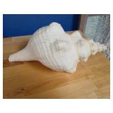 Large conch shell, 13 inches long