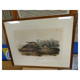 Audubon print 1845 Brown weasel Plate number LXIV
