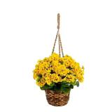 19in UV-Res Geranium in Hanging Basket Yellow
