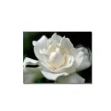 Trademark Fine Art Gardenia Canvas 24x32in