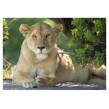 Original African Safari photo