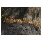 Original African Safari photo