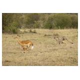 Original African Safari photo Original African Safari photo