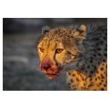 Original African Safari photo Original African Safari photo