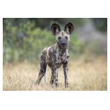 Original African Safari photo Original African Safari photo