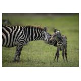 Original African Safari photo Original African Safari photo