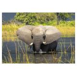 Original African Safari photo Original African Safari photo