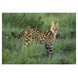 Original African Safari photo