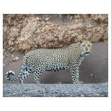 Original African Safari photo