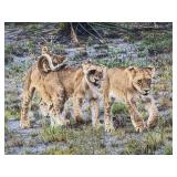 Original African Safari photo