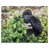 Original African Safari photo