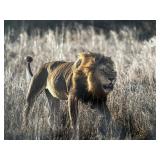 Original African Safari photo