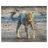 Original African Safari photo