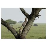 Original African Safari photo