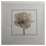 Alan Newnham - Christmas Rose II - Art Print -...