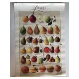 Lithographic Pear Poster