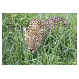 Original African Safari photo