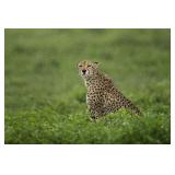 Original African Safari photo