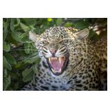 Original African Safari photo