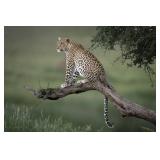 Original African Safari photo