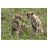 Original African Safari photo