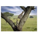 Original African Safari photo