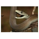 Black Mamba snake reprint photo