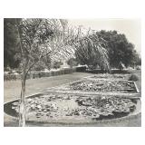 Lily pad pond vintage photo