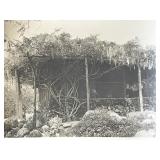 Sierra Madre Wistaria Vine Gardens vintage photo