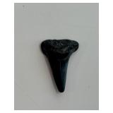 Moroccan Shark Tooth fossil