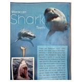 Moroccan Shark Tooth fossil