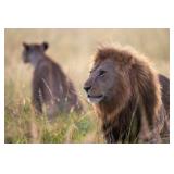 Original African Safari photo