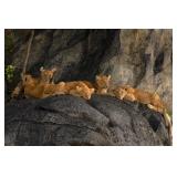 Original African Safari photo