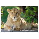 Original African Safari photo