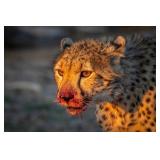Original African Safari photo