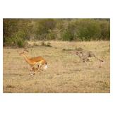 Original African Safari photo