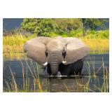 Original African Safari photo
