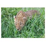 Original African Safari photo