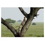 Original African Safari photo