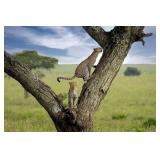 Original African Safari photo