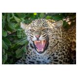 Original African Safari photo